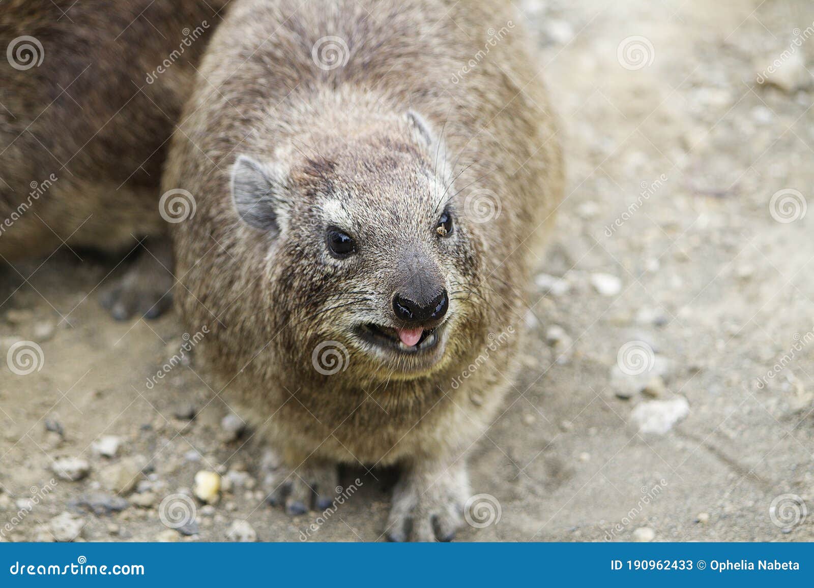 a rock hyrax in hellÃ¢â¬â¢s gate national park in kenya